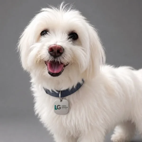 Happy white fluffy dog with a blue collar and a metal tag, smiling at the camera
